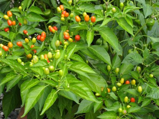 Gorgeous Hot Peppers