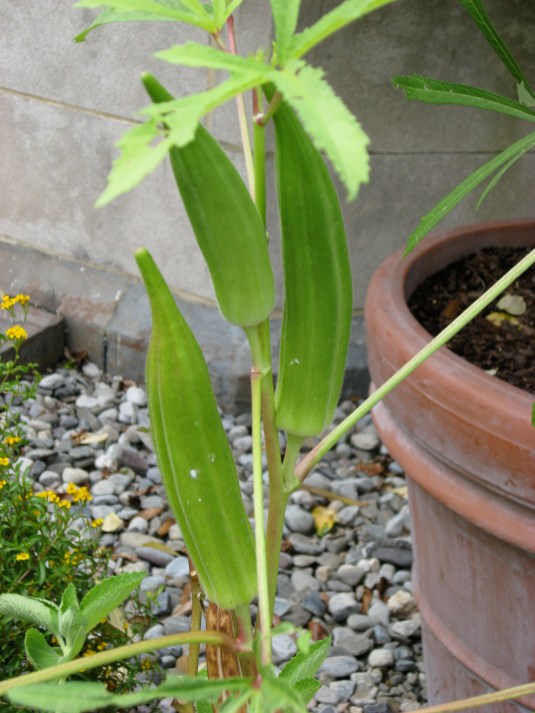 I had no idea that this is how Okra grows! So fabulous!