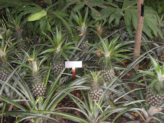 Pineapples :) 