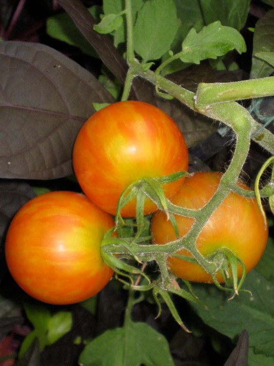 gorgeous tomatoes! 