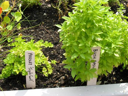Bush Basil and Parsley