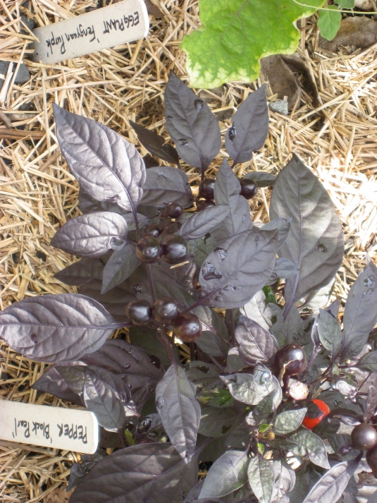 Black Pearl Peppers