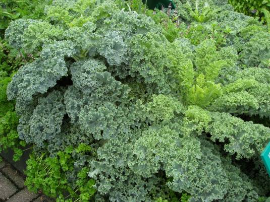 Ahhh our Beloved Kale!!!! So gorgeous!!