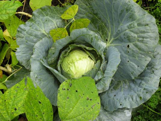 Green Cabbage