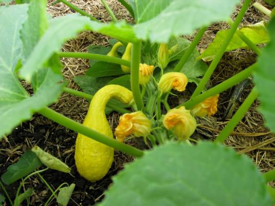 Summer Squash and their gorgeous blossoms